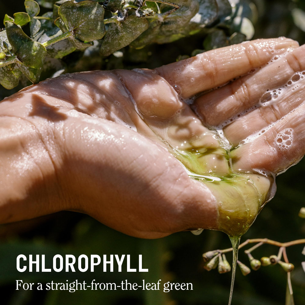 California Naturals Super Moisture Body Wash 2-Pack, Moisturizing Shower Gel for Dry Skin with Mango Seed Butter, Avocado & Aloe, Sulfate, Paraben & Silicone Free, Eucalyptus Breeze, 20 oz