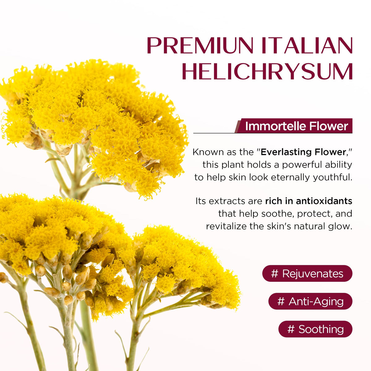 Vigority Helichrysum Balm Soothes & Repairs: Restorative Arnica Cream with Calendula for Fragile, Thin Skin & Bruise-Prone – Moisturizes, Revitalizes & Strengthens Skin Barrier for Adult Seniors 3.4oz